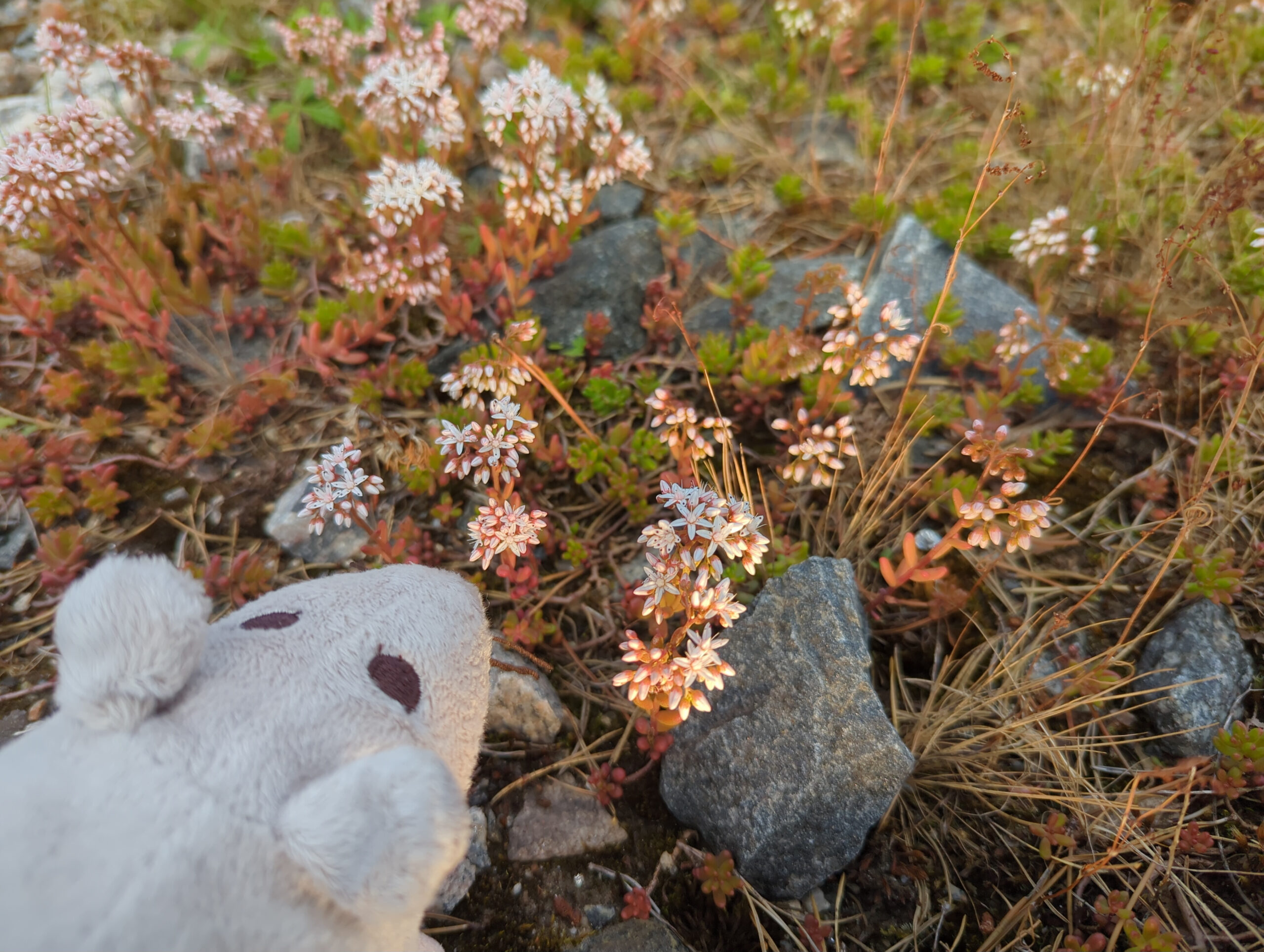 Styrsö & Vrångö