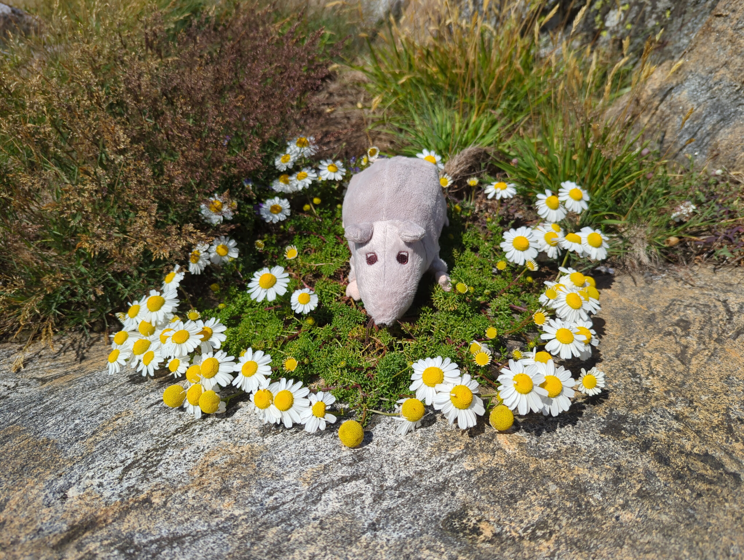 Hönö!